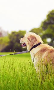 Preview wallpaper girl, leash, dog, walk, grass, park