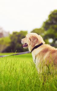 Preview wallpaper girl, leash, dog, walk, grass, park