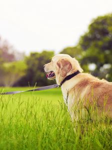 Preview wallpaper girl, leash, dog, walk, grass, park