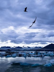 Preview wallpaper glacier, ice, lake, birds, landscape