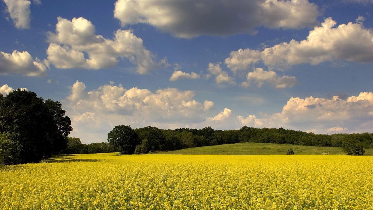 Wallpaper glade, flowers, summer, trees, clouds