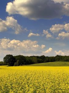 Preview wallpaper glade, flowers, summer, trees, clouds