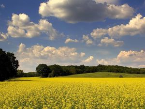 Preview wallpaper glade, flowers, summer, trees, clouds