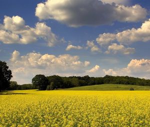 Preview wallpaper glade, flowers, summer, trees, clouds