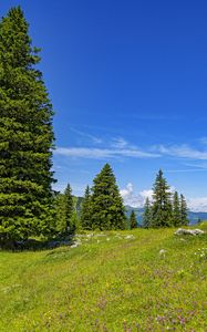 Preview wallpaper glade, forest, trees, nature, landscape
