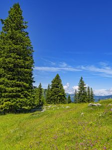 Preview wallpaper glade, forest, trees, nature, landscape