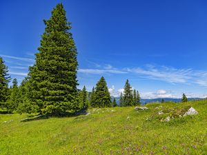 Preview wallpaper glade, forest, trees, nature, landscape