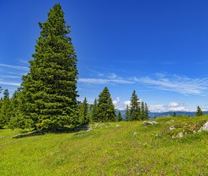 Preview wallpaper glade, forest, trees, nature, landscape