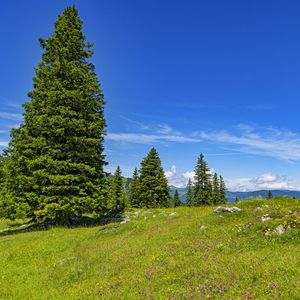 Preview wallpaper glade, forest, trees, nature, landscape