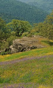 Preview wallpaper glade, trees, grass, greens, flowers, field, mountains