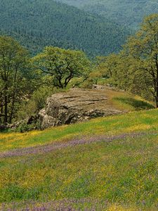 Preview wallpaper glade, trees, grass, greens, flowers, field, mountains