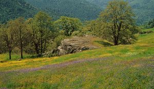 Preview wallpaper glade, trees, grass, greens, flowers, field, mountains