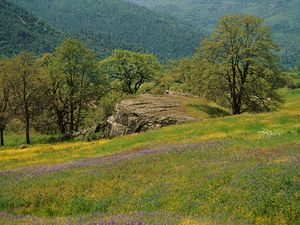 Preview wallpaper glade, trees, grass, greens, flowers, field, mountains