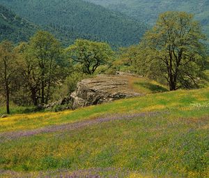 Preview wallpaper glade, trees, grass, greens, flowers, field, mountains