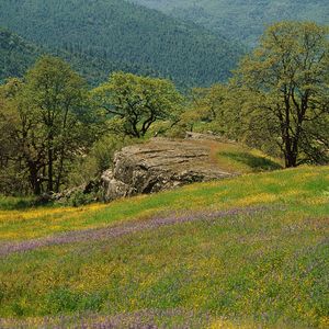 Preview wallpaper glade, trees, grass, greens, flowers, field, mountains