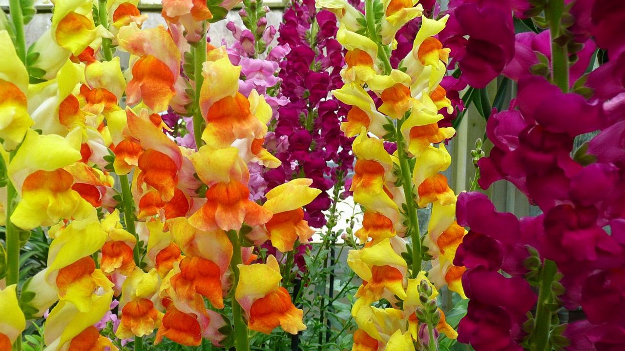 Wallpaper gladioli, flowers, garden, green, bright, colorful