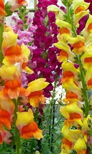 Preview wallpaper gladioli, flowers, garden, green, bright, colorful