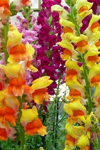 Preview wallpaper gladioli, flowers, garden, green, bright, colorful