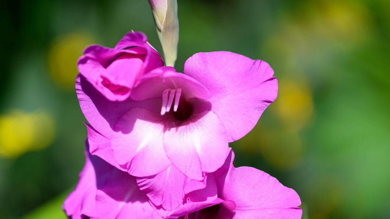 Wallpaper gladioli, flowers, pink