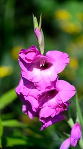 Preview wallpaper gladioli, flowers, pink