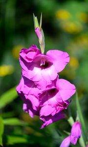 Preview wallpaper gladioli, flowers, pink