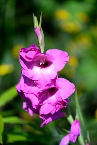 Preview wallpaper gladioli, flowers, pink