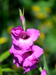Preview wallpaper gladioli, flowers, pink