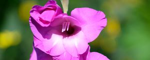 Preview wallpaper gladioli, flowers, pink