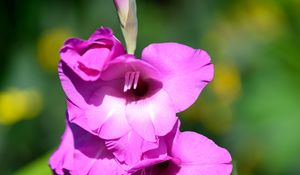 Preview wallpaper gladioli, flowers, pink
