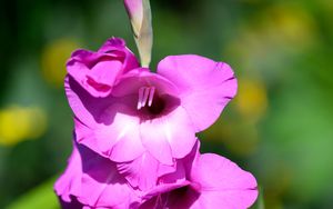 Preview wallpaper gladioli, flowers, pink