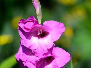 Preview wallpaper gladioli, flowers, pink