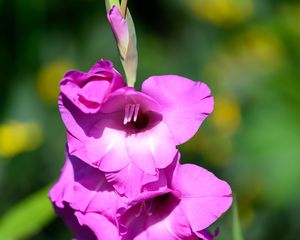 Preview wallpaper gladioli, flowers, pink