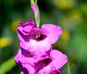 Preview wallpaper gladioli, flowers, pink