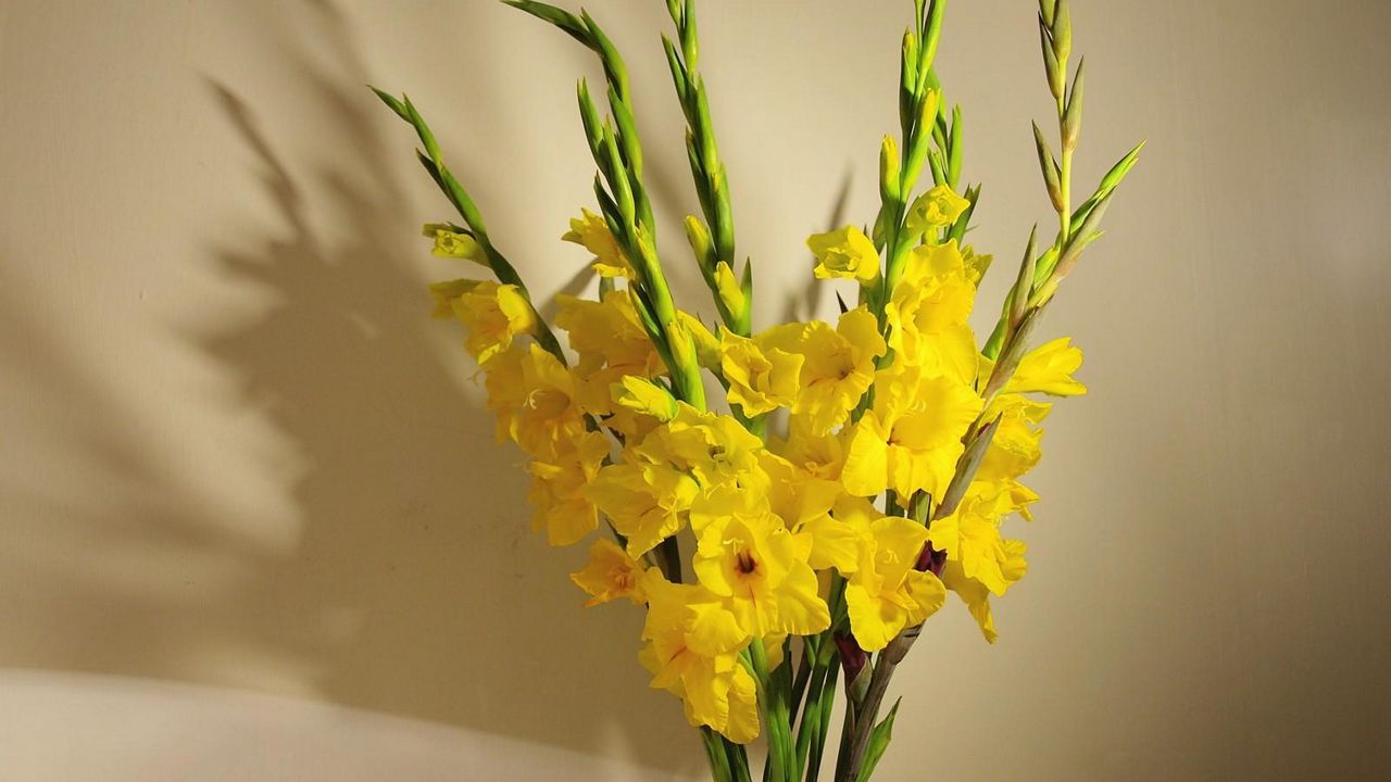 Wallpaper gladioli, yellow, bouquet, vase, wall