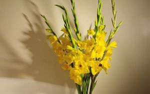 Preview wallpaper gladioli, yellow, bouquet, vase, wall