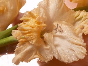 Preview wallpaper gladiolus, drops, flower, bud