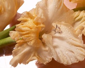 Preview wallpaper gladiolus, drops, flower, bud