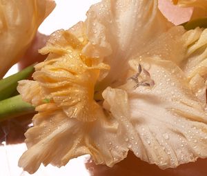 Preview wallpaper gladiolus, drops, flower, bud