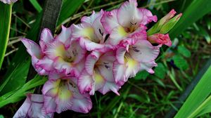 Preview wallpaper gladiolus, flower, green, close-up