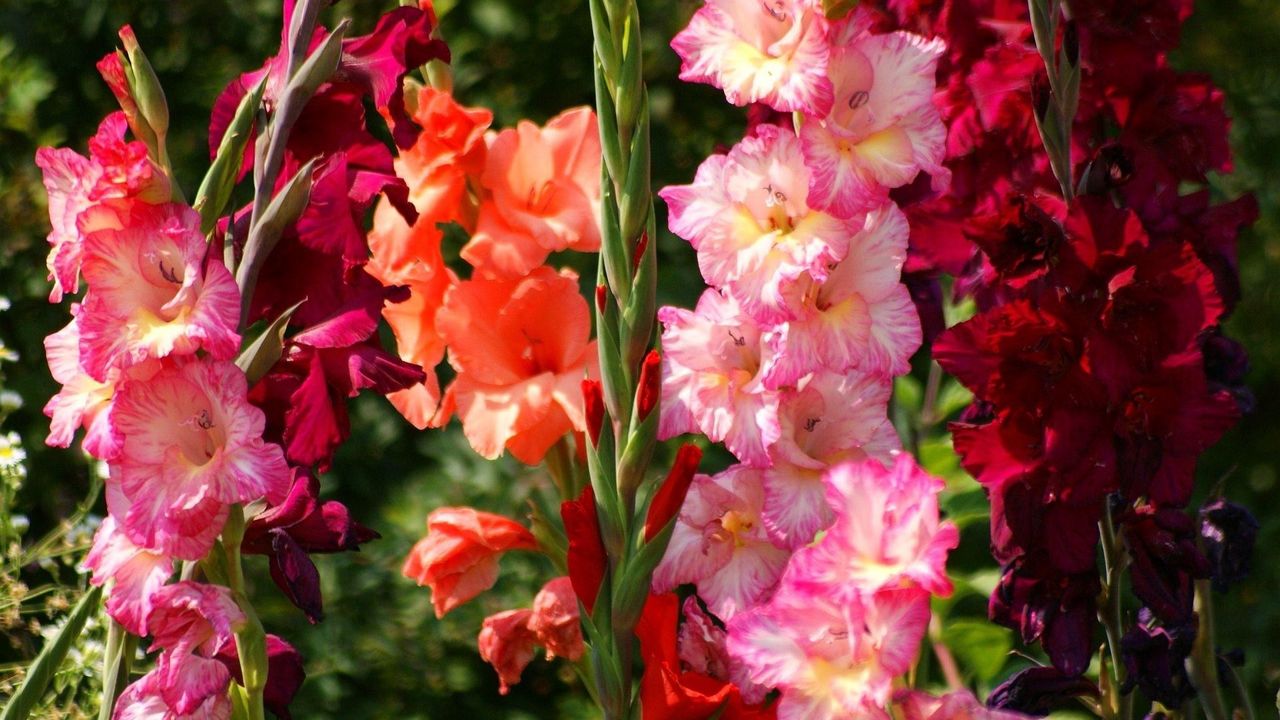 Wallpaper gladiolus, flowers, bright, flowerbed, light