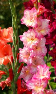 Preview wallpaper gladiolus, flowers, bright, flowerbed, light