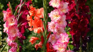 Preview wallpaper gladiolus, flowers, bright, flowerbed, light