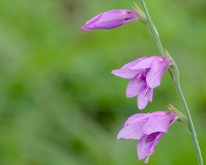 Preview wallpaper gladiolus, flowers, buds, petals, drops, dew, blur