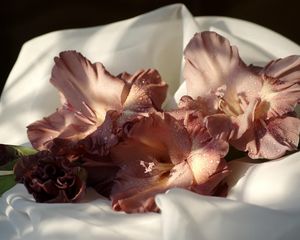 Preview wallpaper gladiolus, flowers, drops, fabric, close-up