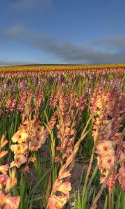 Preview wallpaper gladiolus, flowers, field, sky, horizon