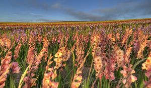 Preview wallpaper gladiolus, flowers, field, sky, horizon