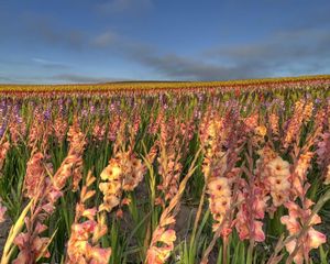 Preview wallpaper gladiolus, flowers, field, sky, horizon