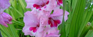 Preview wallpaper gladiolus, flowers, leaves