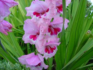 Preview wallpaper gladiolus, flowers, leaves
