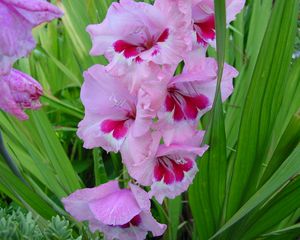 Preview wallpaper gladiolus, flowers, leaves